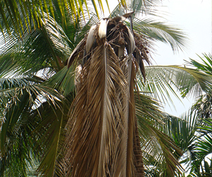 Description: http://agritech.tnau.ac.in/expert_system/coconut/coconut/images/diseases/butrod003.jpg